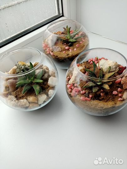 Комнатные цветы