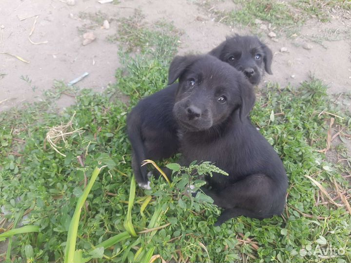 Щенки в добрые руки