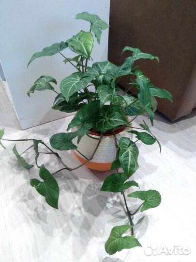 Сингониум. Укоренённые детки