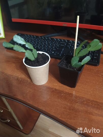 Цветок декабрист