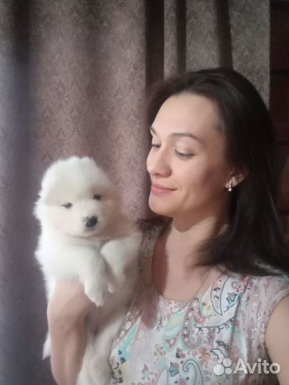 Щенки Самоеда