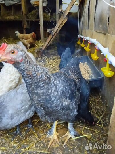 Молодые петухи