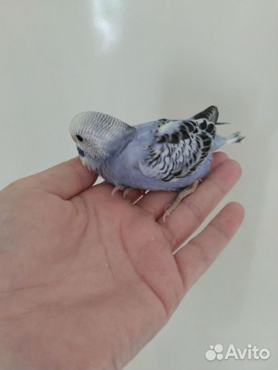 Птенцы волнистых попугаев