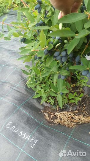 Жимолость саженцы. Ирга