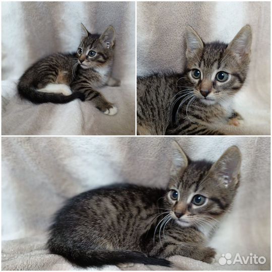 Котята малыши
