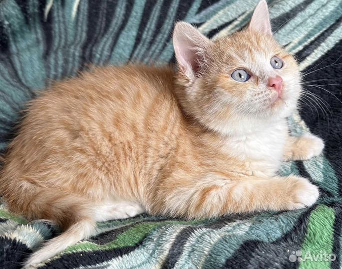 Котёнок ищет дом