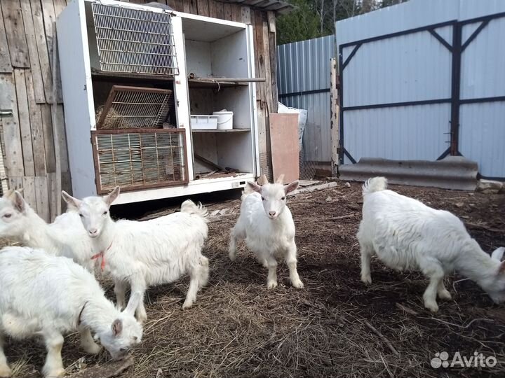 Козы козлята