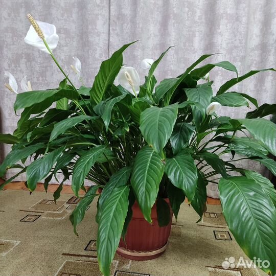 Спацифиллиум -женское счастье