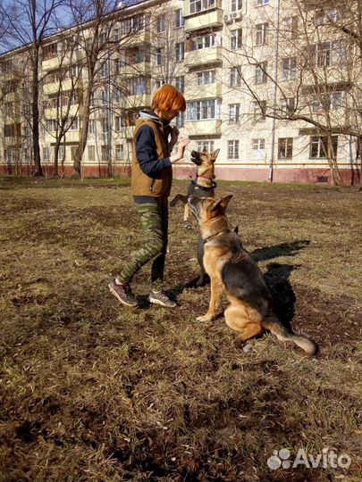 Передержка, дрессировка, выгул.Кинолог-зоопсихолог