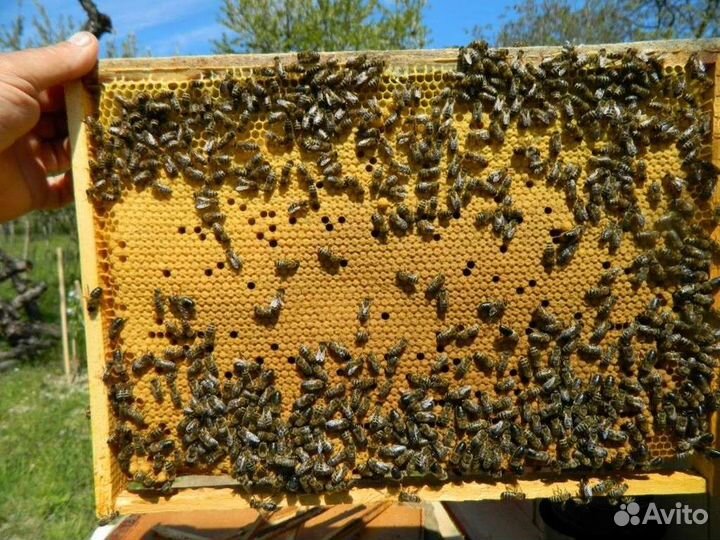 Пчелы и пчелосемьи