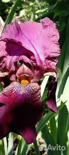 Ирисы многолетние цветы