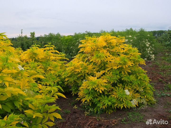 Блек бьюти мадонна - бузина разные сорта почта