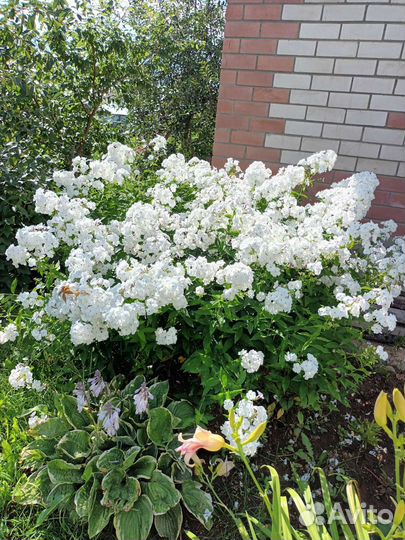 Флоксы многолетние