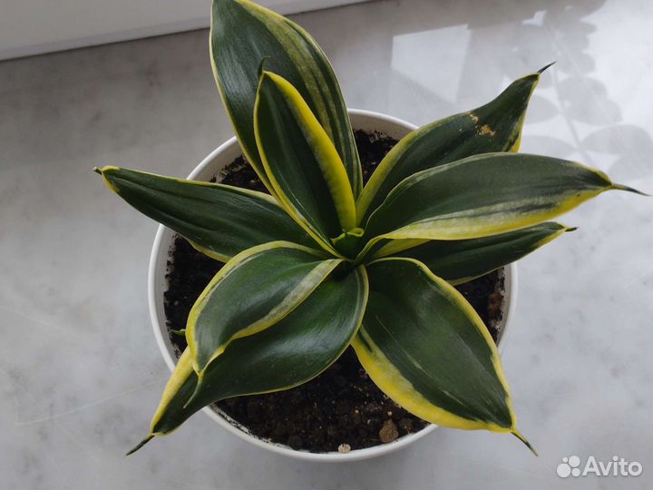 Сансевиерия ханни крео