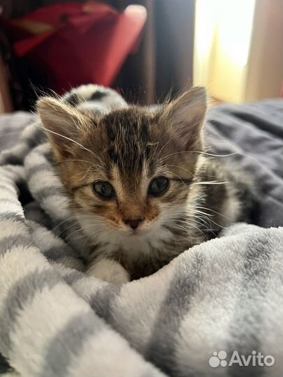 Котенок в добрые руки
