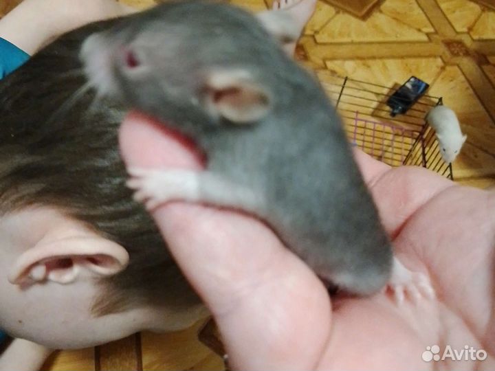 Крыса альбинос