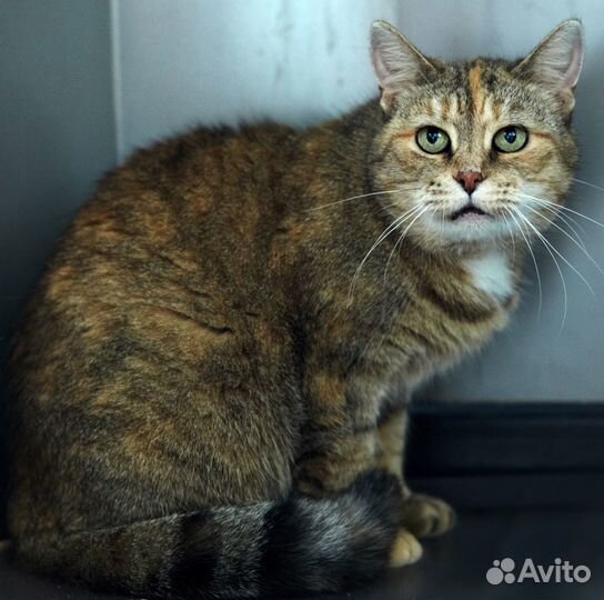 Кошечка Ариша