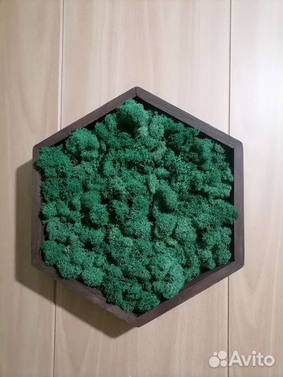 Стабилизированный мох