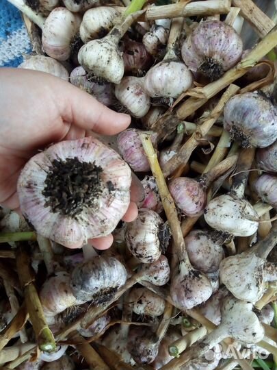 Чеснок 10 сортов озимый сортовой