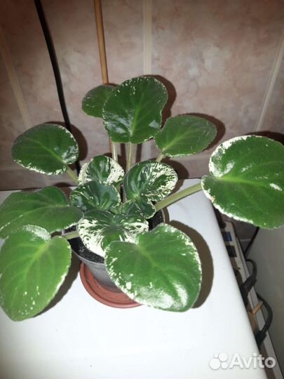 Фиалка ле Голубой лотос стартер