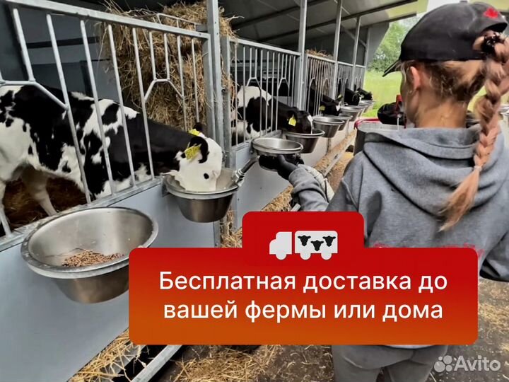 Телята для откорма