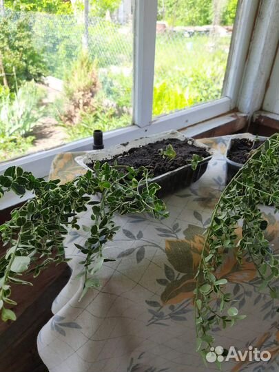 Бересклет форчуна