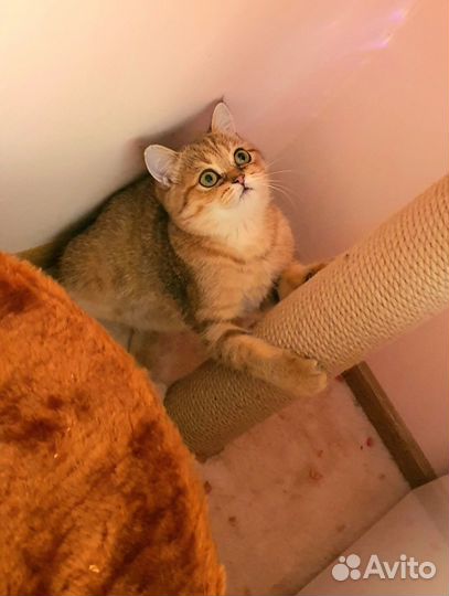 Шотландский кот