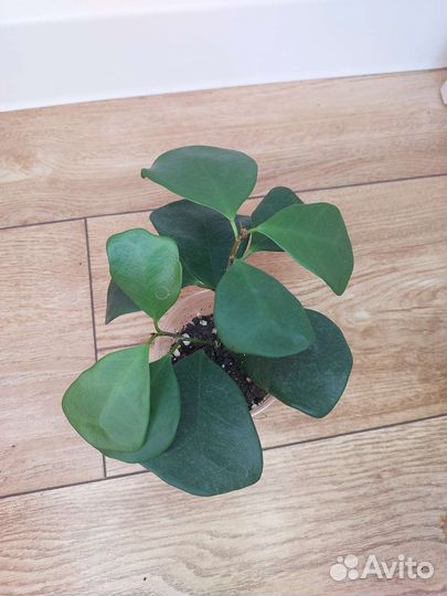 Комнатные растения.Разные