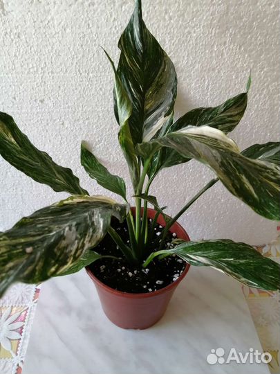 Спатифиллум Даймонд