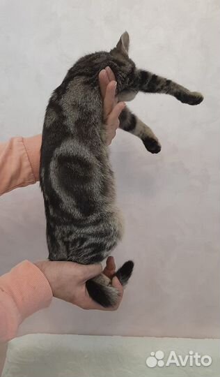 Сиротки с окрасом бенгала ищут дом