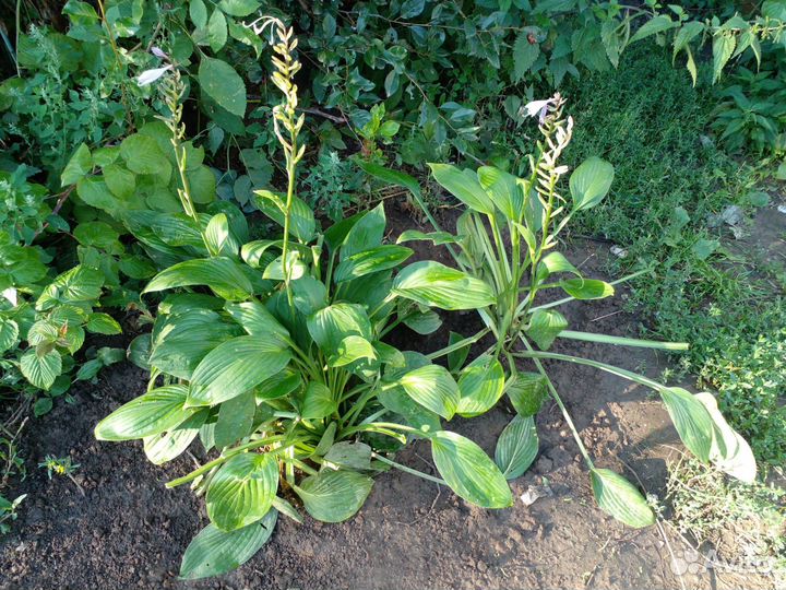 Саженцы хосты