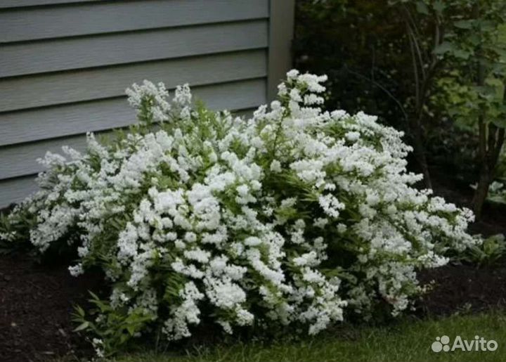 Декоративные кустарники