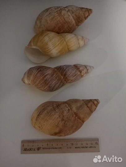 Ракушка ахатины