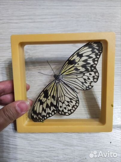 Засушенные бабочки