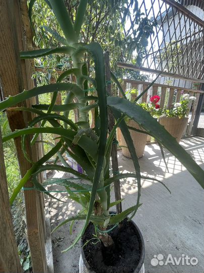 Алоэ лечебный