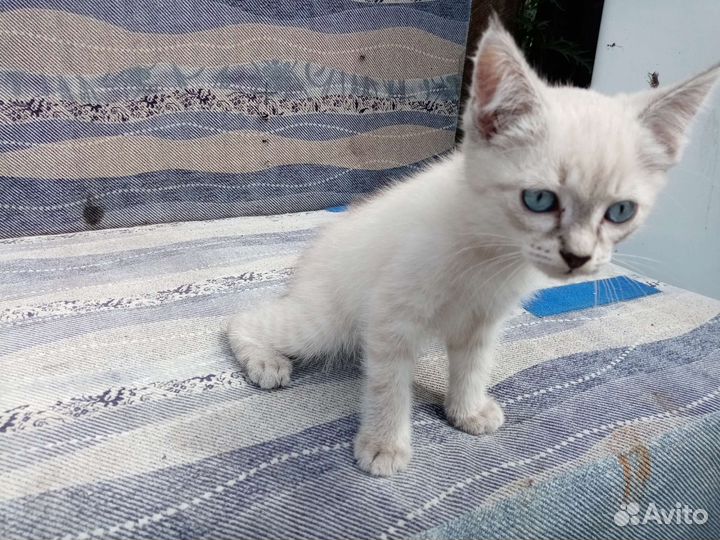 Котята в добрые руки бесплатно