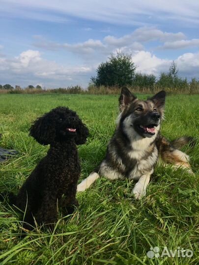 Занятия с кинологом