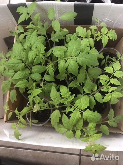 Рассада томатнв