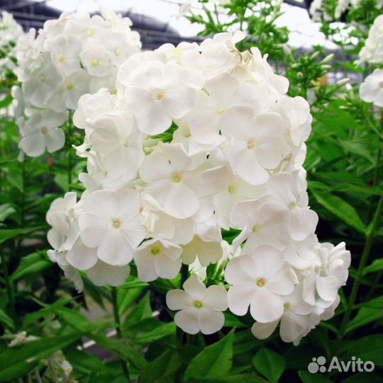 Флоксы метельчатые