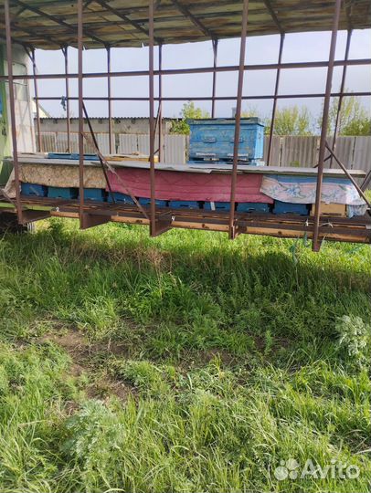 Пчелиная семья