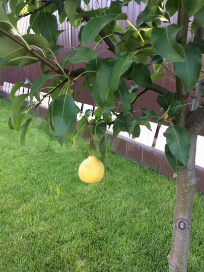 Коттедж 175 м² на участке 7 сот.