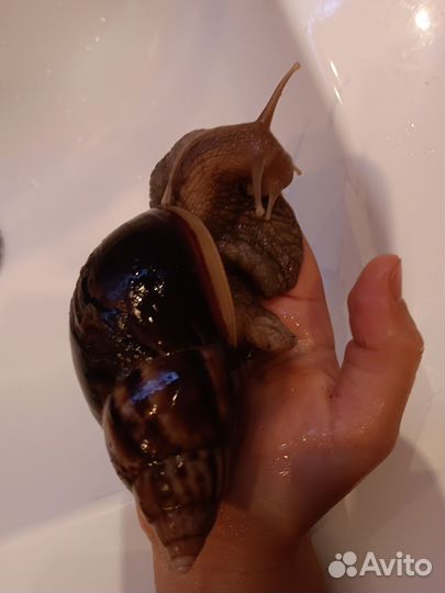 Улитка ахатинская бесплатно