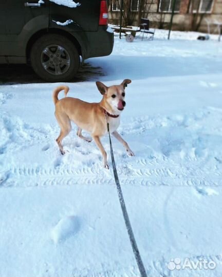 Собака в добрые руки