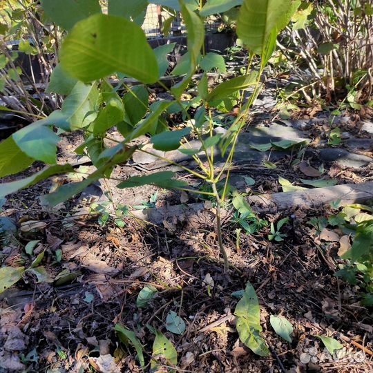 Растения(для сада и огорода)