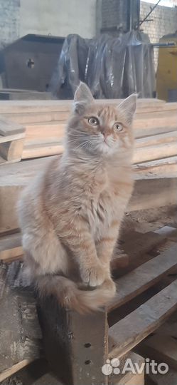 Котята в добрые руки даром бесплатно