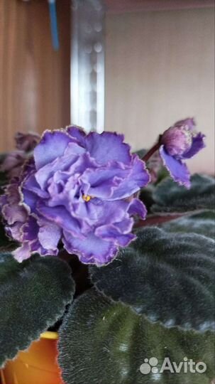 Сортовые фиалки