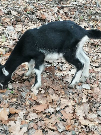 Продаются козочки 50% ламанчи,линия Вест