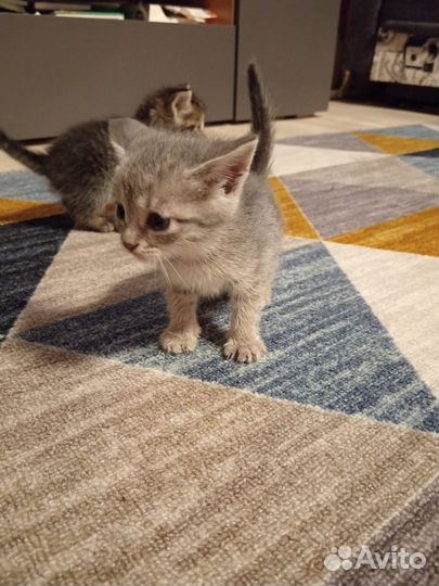 Котята в добрые руки 1 месяц