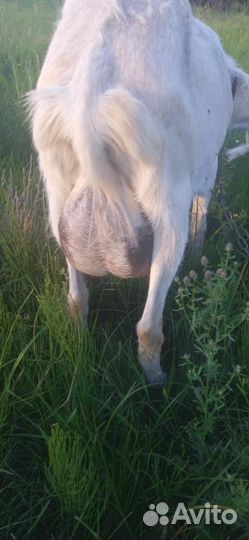 Коза молочная дойная альпийская