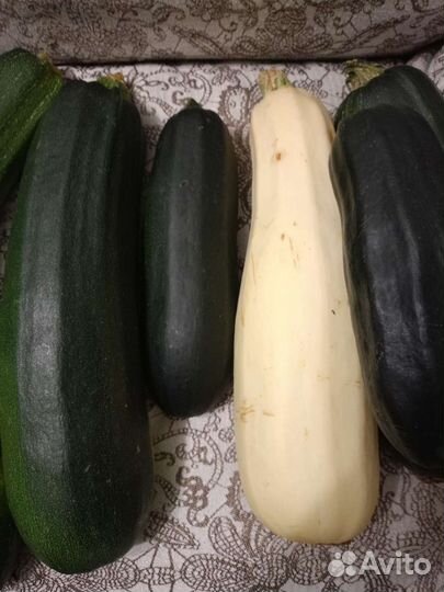 Груша Октябрьская